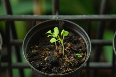 Close-up of potted plant