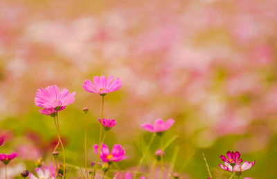 Close-up of pink cosmos flowers growing on field