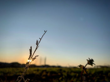 Close-up of silhouette plant on field against sky during sunset