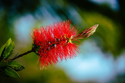 Close-up of red flowering plant