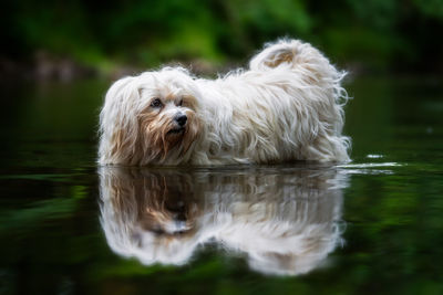 Portrait of dog relaxing outdoors