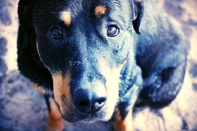 Close-up portrait of a dog