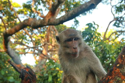 Low angle view of monkey on tree in forest