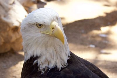 Close-up of eagle against blurred background