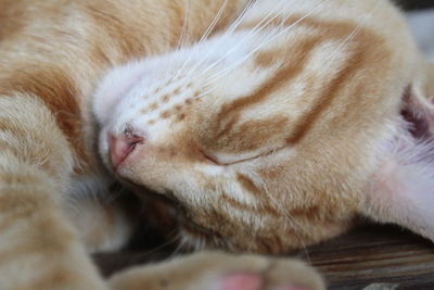 Close-up of cat sleeping