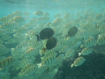 Fish swimming in sea