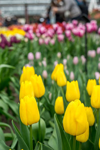 Close-up of yellow tulips