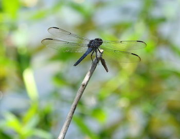 Close-up of dragonfly on plant