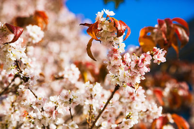 Close-up of cherry blossom