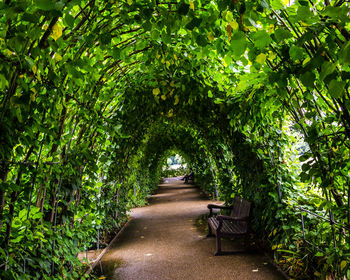Bench in ivy covered archway at kensington gardens
