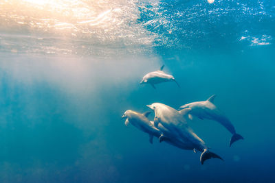 Dolphins swimming undersea