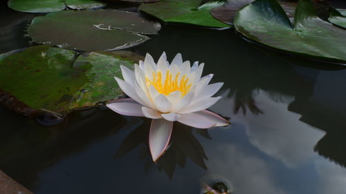 Close-up of lotus water lily in lake