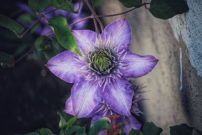 Close-up of purple flower blooming outdoors