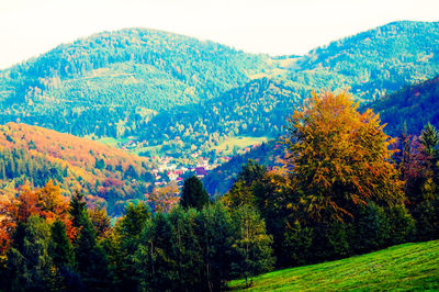 Close-up of trees against clear sky