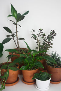 Close-up of potted plant