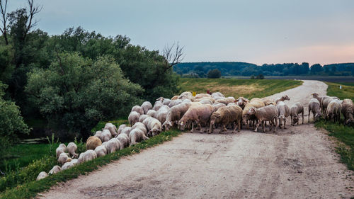 Panoramic view of sheep on field against sky