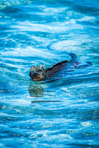 Marine iguana in sea