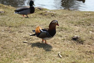 Bird on field by lake