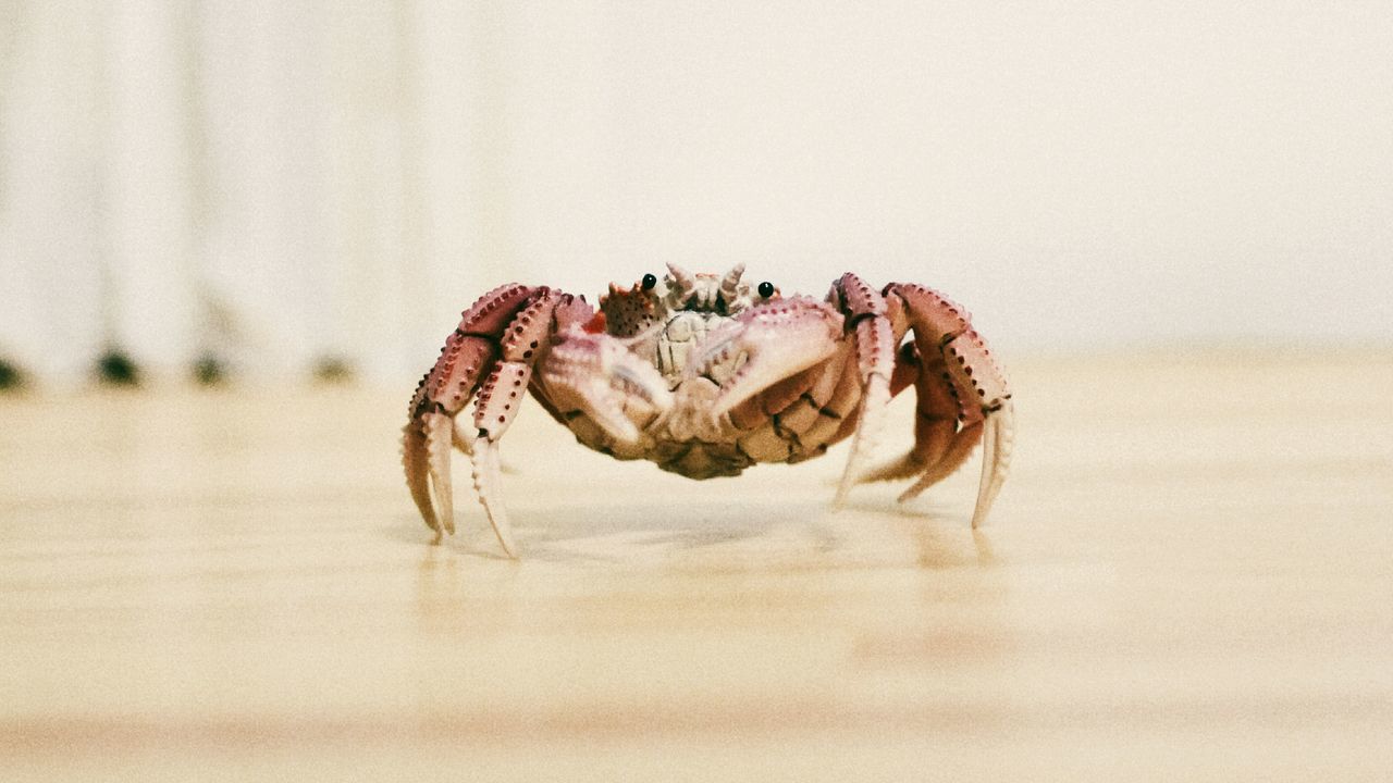 animal themes, animals in the wild, water, wildlife, one animal, waterfront, close-up, selective focus, reflection, nature, beach, sea, focus on foreground, sand, no people, sea life, day, insect, crab, animal shell