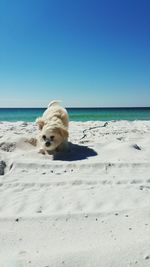 Portrait of dog at beach against clear blue sky