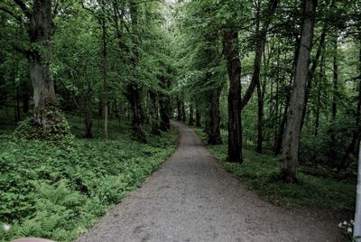 Road amidst trees in forest