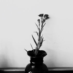 Close-up of potted plant on table against wall