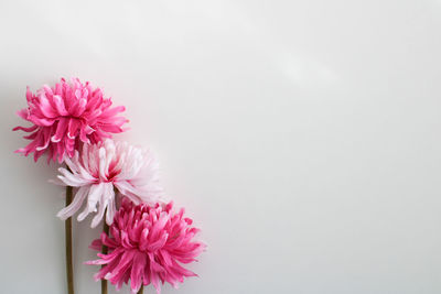 Close-up of flower against white background