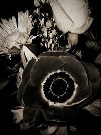 Close-up of flower blooming outdoors