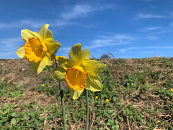 Close-up of yellow flowering plant on field