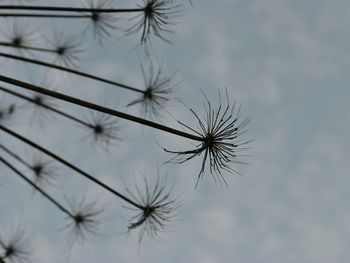 Low angle view of dried plants against sky