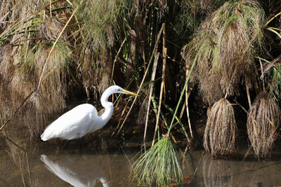 White heron on lake