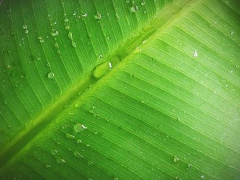 Full frame shot of green leaves