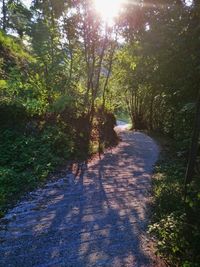 Footpath leading to forest