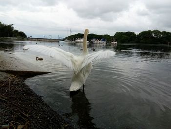 Swan swimming in lake against sky