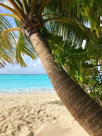 Palm trees on beach against sky