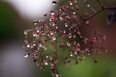 Close-up of wet flowering plant during rainy season