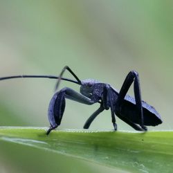Close-up of black insect on leaf