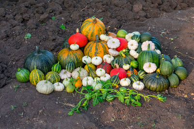A bunch of different multi-colored pumpkins. many pumpkins of different varieties. 