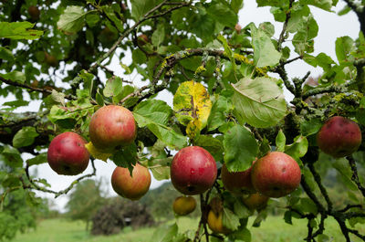 Several apples on a branch, horizontal