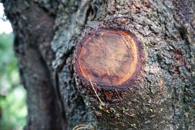 Close-up of tree trunk