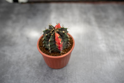 High angle view of potted plant