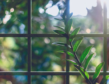 Close-up of plant