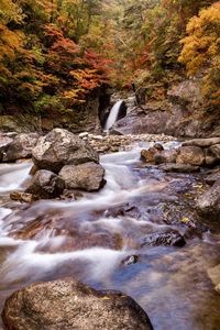 Scenic view of waterfall in forest