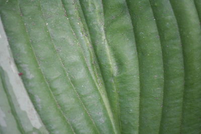 Full frame shot of leaf