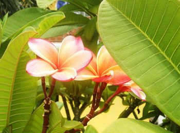 Close-up of frangipani blooming outdoors