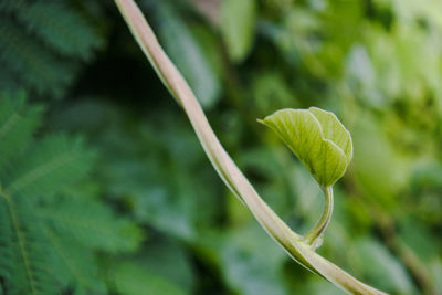 Close-up of green leaves