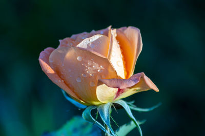 Close-up of rose flower