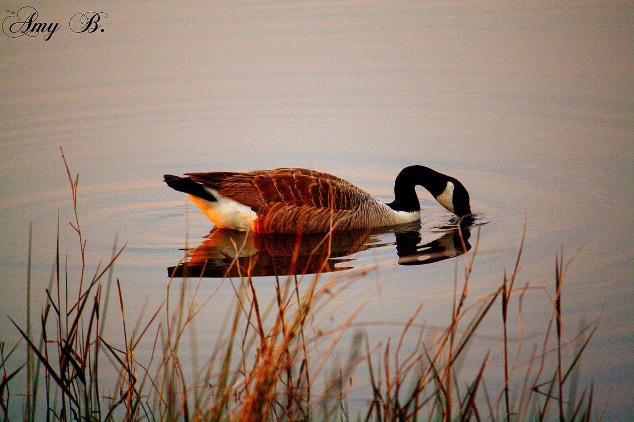 animal themes, animals in the wild, one animal, wildlife, water, bird, lake, full length, reflection, nature, side view, grass, outdoors, duck, two animals, plant, perching, one person, rear view, day