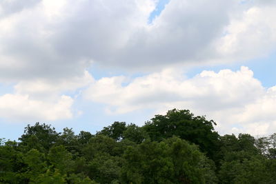 Low angle view of trees against sky