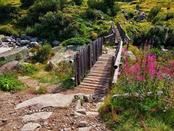 Footpath amidst trees and plants